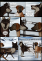wolves:home:0006.png